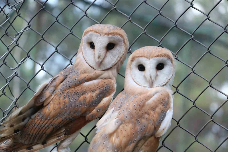 Şanlıurfa kırsalında bitkin halde