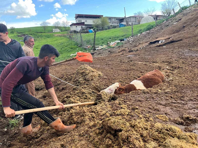 Tezek yığınına batan inek