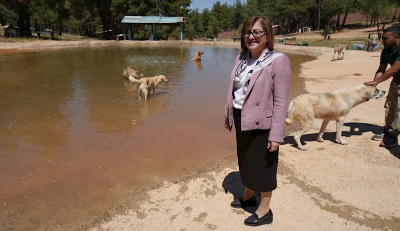 Türkiye’de gündem olan köpek