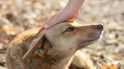 Bu metin, Türkiye Büyük Millet Meclisi’nde (TBMM) Tarım, Orman ve