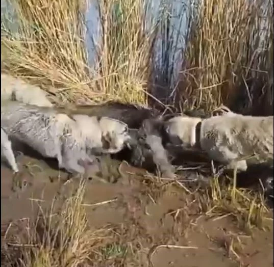 Yaralı yaban domuzunu köpekler