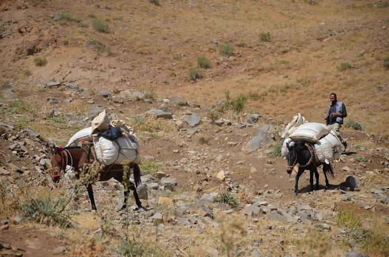 Şırnak’ta yaylalarda toplanan ’heliz