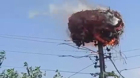 Adıyaman’da, elektrik direği üzerinde