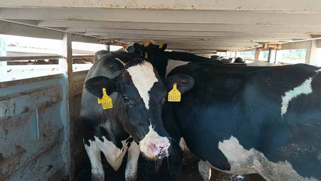 Adıyaman’ın Gölbaşı ilçesinde, hayvancılığın teşvik edilmesi amacıyla süt üreticilerine 81