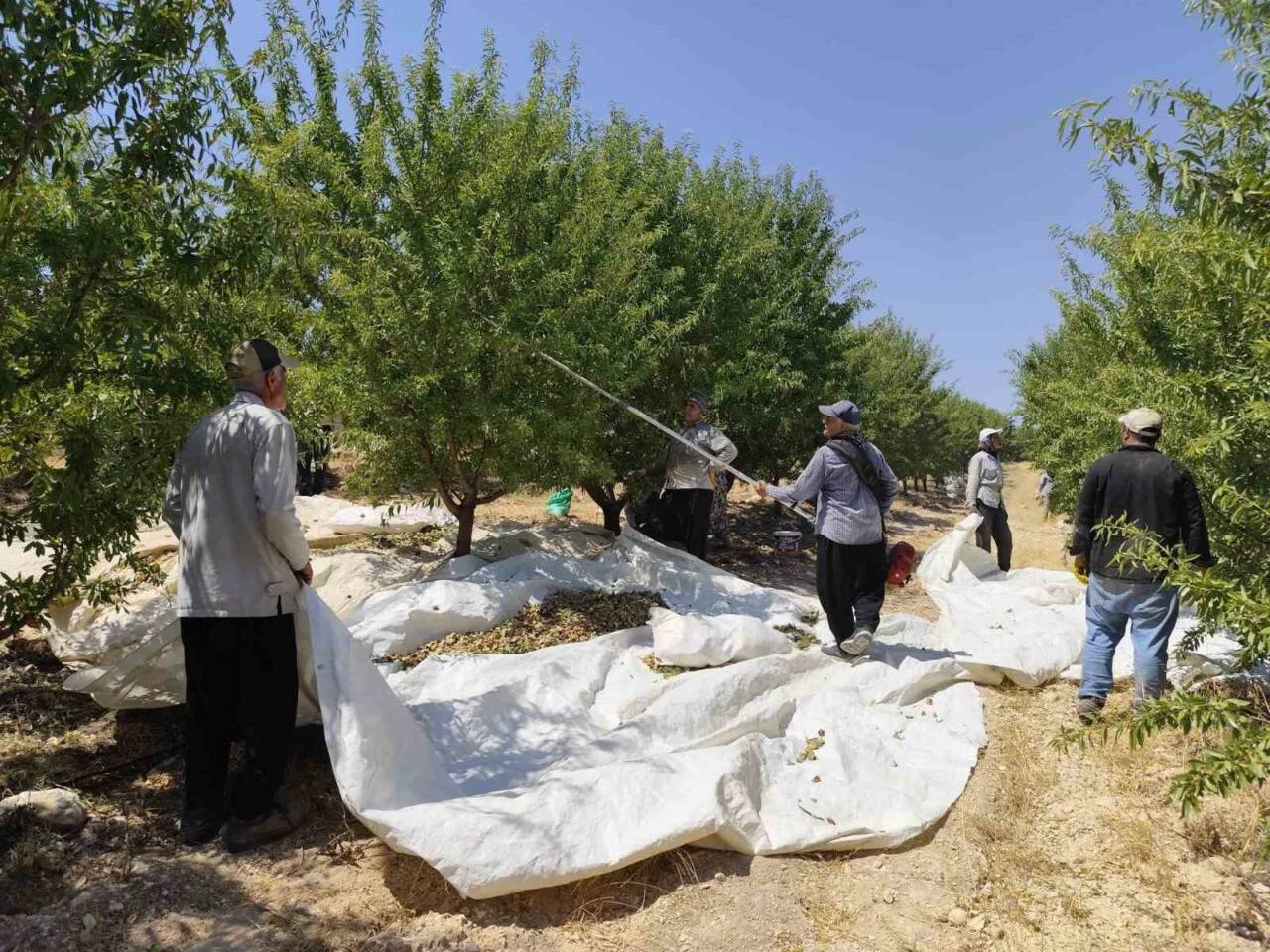 Adıyaman’da Badem Hasadı Başladı: Üreticiler 20 Bin Ton Rekolte Bekliyor