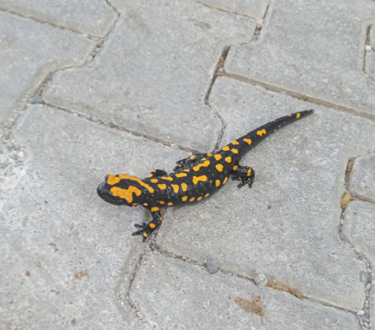 Adıyaman’da sarı benekli semender görüldü