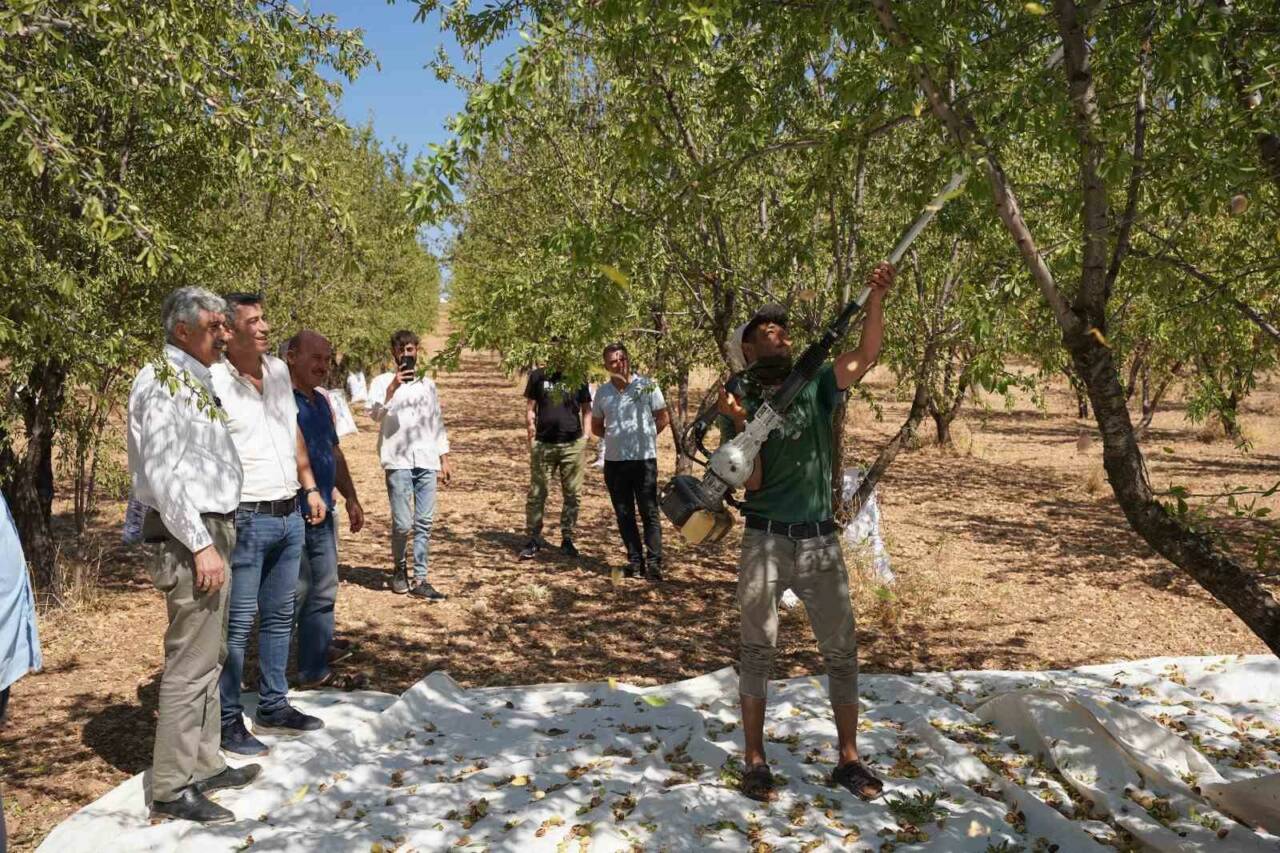 Başkan Hallaç, Kahta’da Badem Hasadına Katıldı