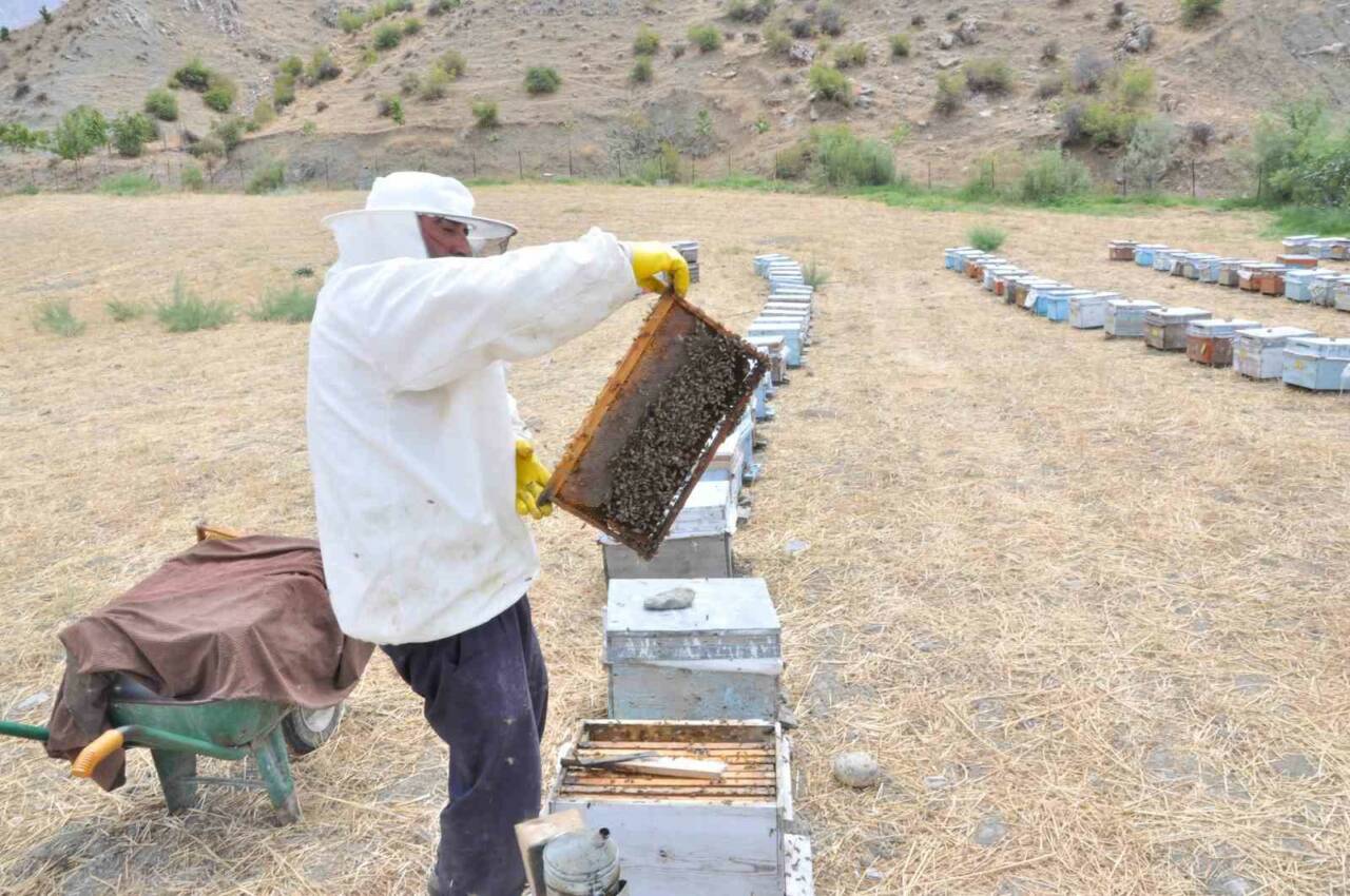 Batman’ın Sason ilçesinde arıcılar, devlet desteğiyle dünyanın en kaliteli balını