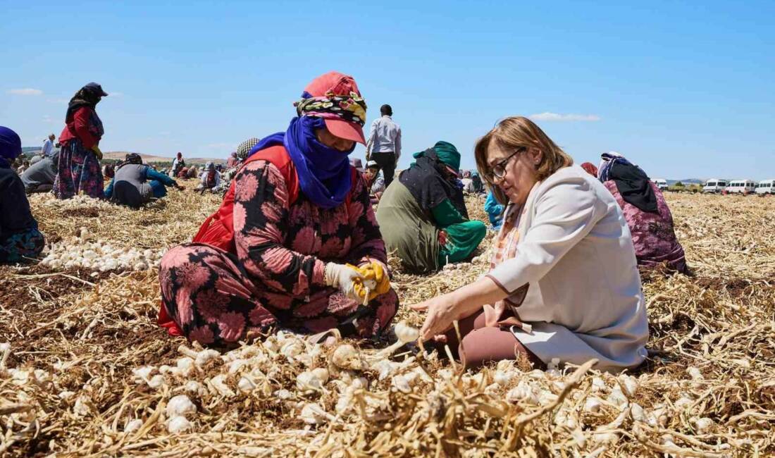 Gaziantep Büyükşehir Belediyesi, tarımsal