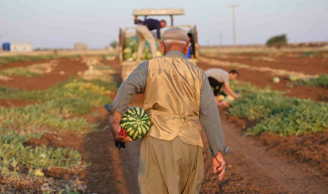 Diyarbakır’da karpuz hasadı devam