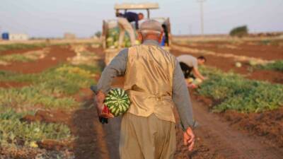 Diyarbakır’da karpuz hasadı devam ederken, bu yıl üreticiler beklenen verimi