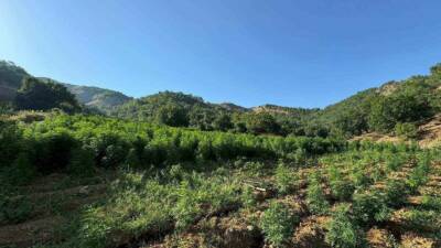 Diyarbakır’ın Lice ilçesinde düzenlenen operasyonda 1 milyon 825 bin kök