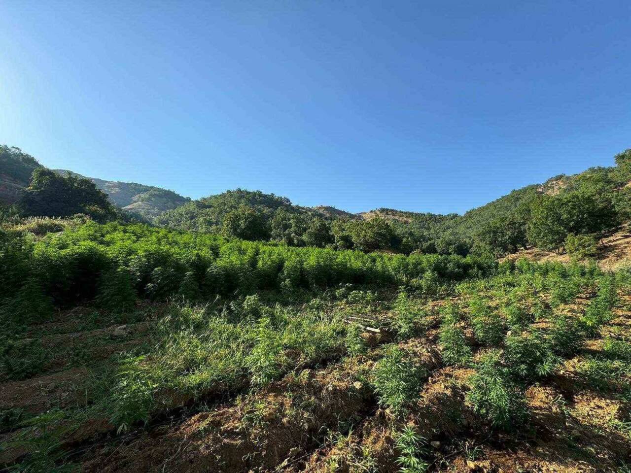 Diyarbakır’ın Lice ilçesinde düzenlenen operasyonda 1 milyon 825 bin kök