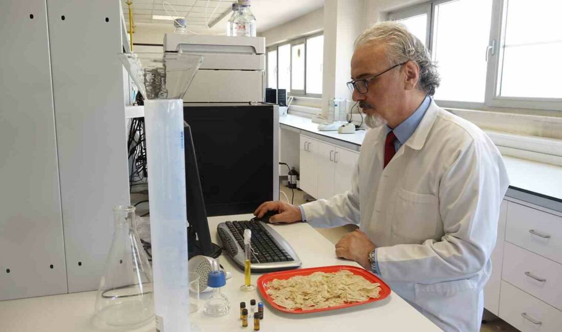 Gaziantep Üniversitesi (GAÜN) akademisyenleri,