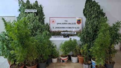 Şanlıurfa’nın Halfeti ilçesinde jandarma tarafından bir adrese düzenlenen operasyonda 262