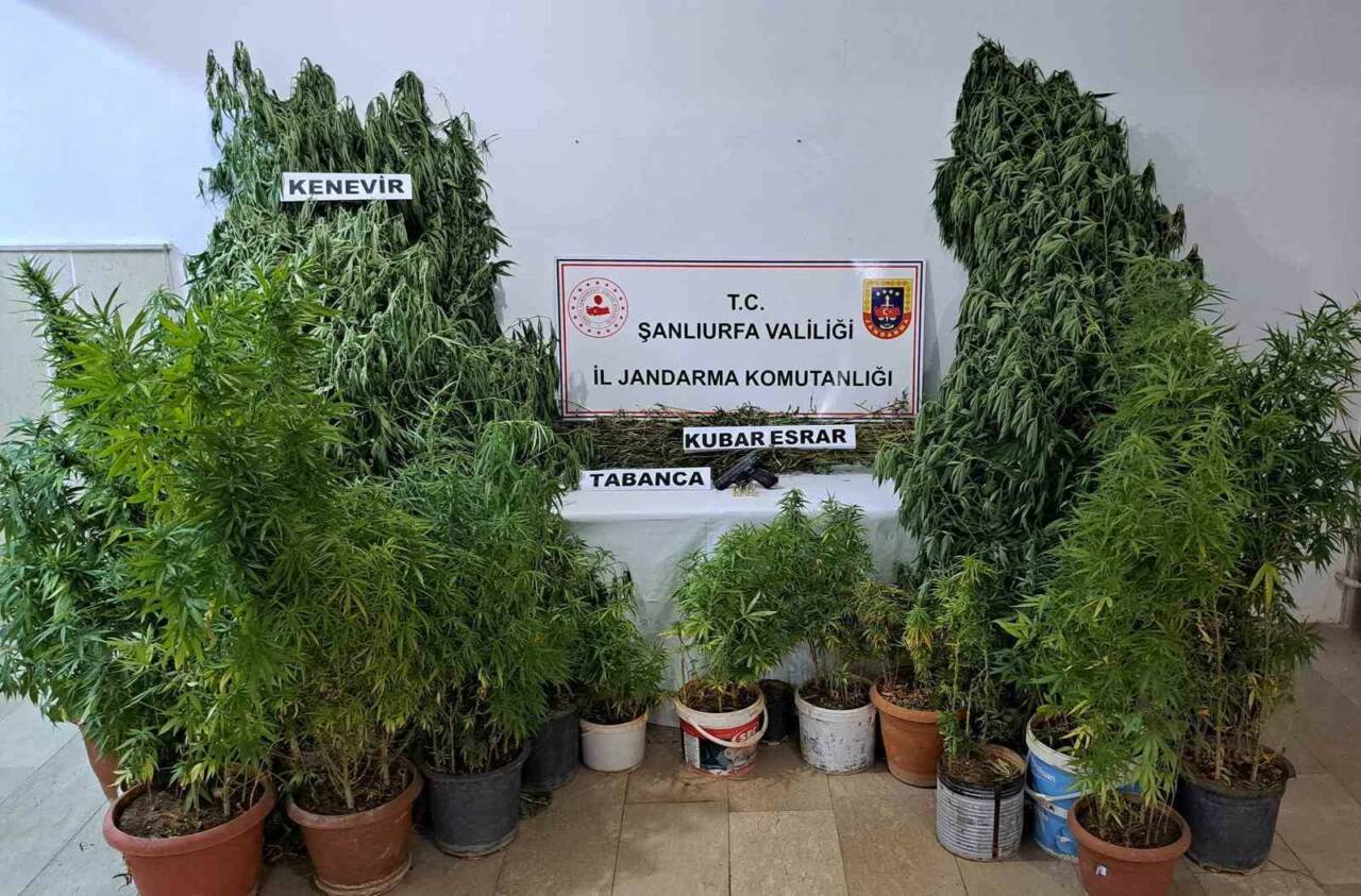 Şanlıurfa’nın Halfeti ilçesinde jandarma tarafından bir adrese düzenlenen operasyonda 262