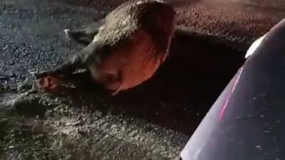 Adıyaman'da meydana gelen trafik kazasında, yola çıkan bir domuzun neden