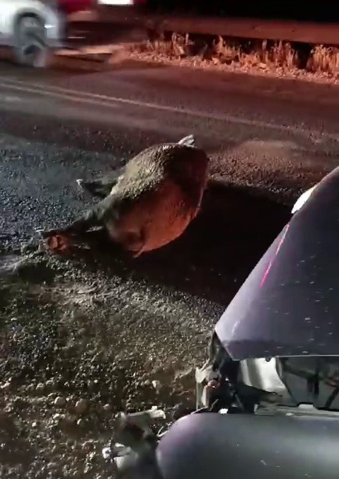 Adıyaman’da Karayoluna Çıkan Domuz Kazaya Neden Oldu