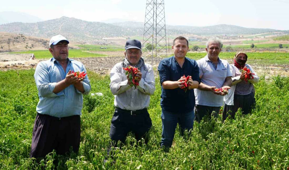 Kilis'te, Türkiye'nin biber üretiminde