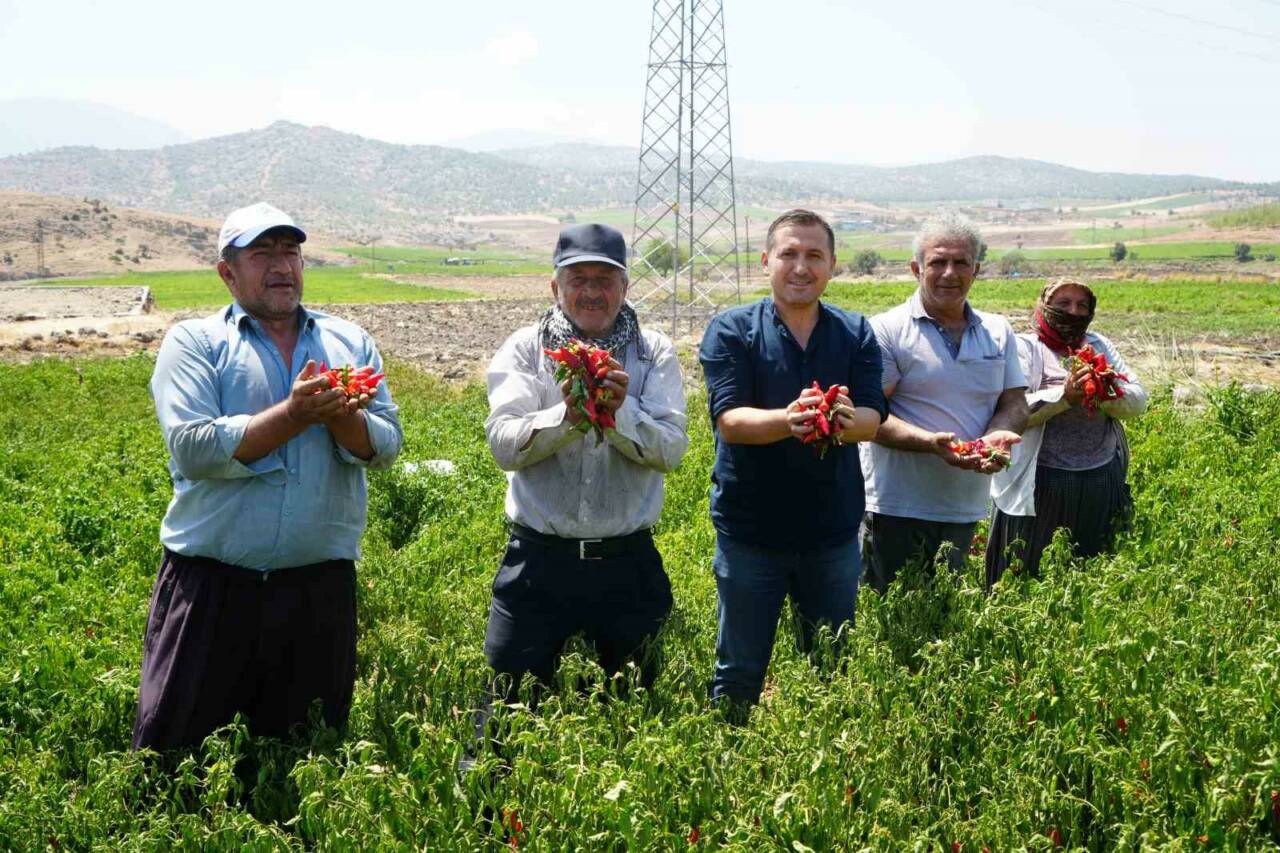 Acı Biber Hasadı Başladı: Rekolte ve Fiyatlar Düşüşte