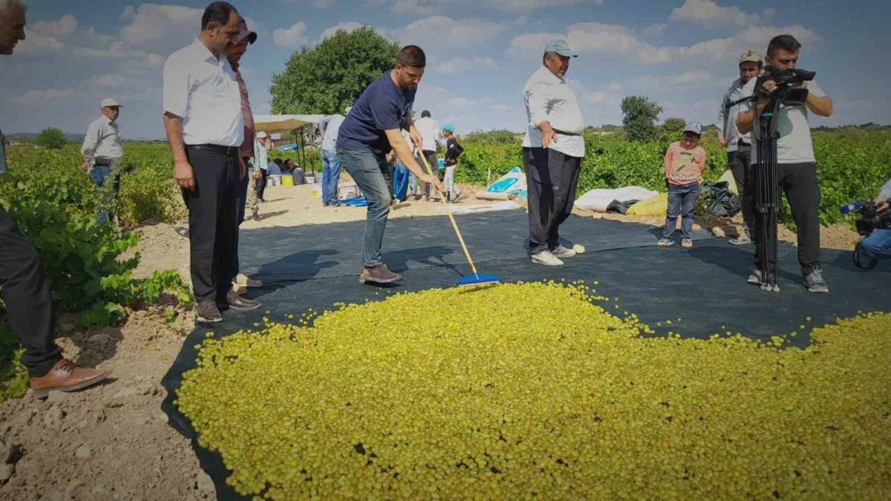 Peygamber Üzümünün Kurutulma Süreci Başladı