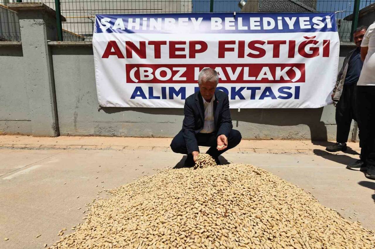 Belediye Fıstık Alımına Başladı