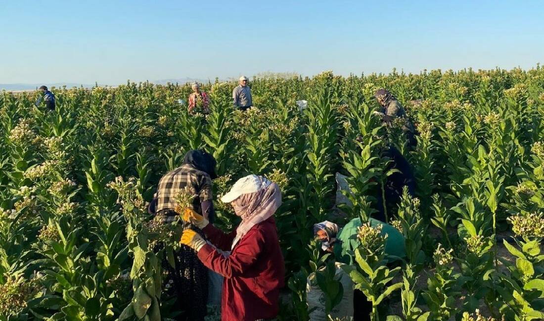 Adıyaman’ın Samsat ilçesinde tütün