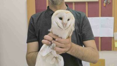 Adıyaman’da, bir okulda sınıfa girerek mahsur kalan beyaz baykuş, yakalanarak