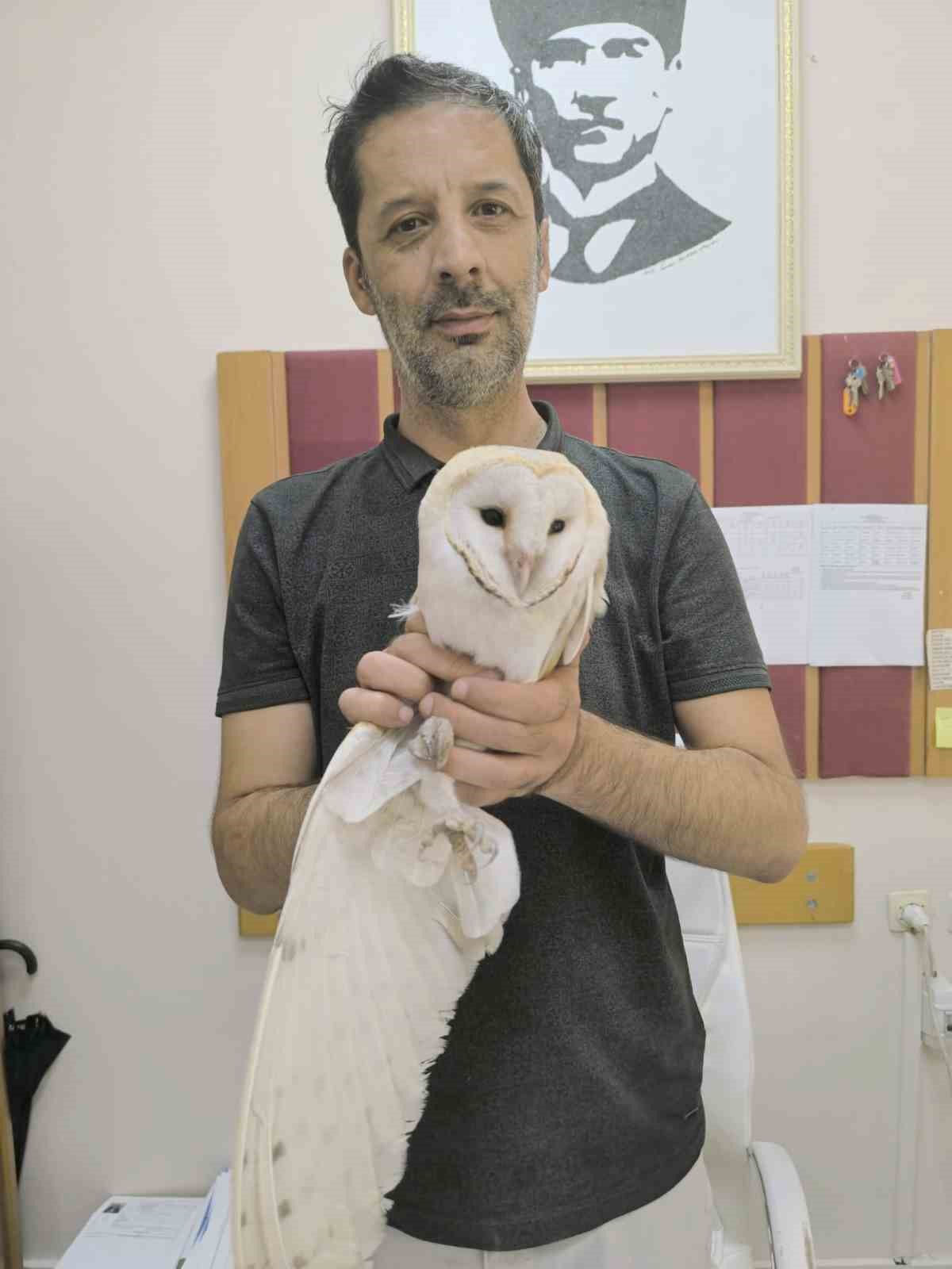 Adıyaman’da, bir okulda sınıfa girerek mahsur kalan beyaz baykuş, yakalanarak