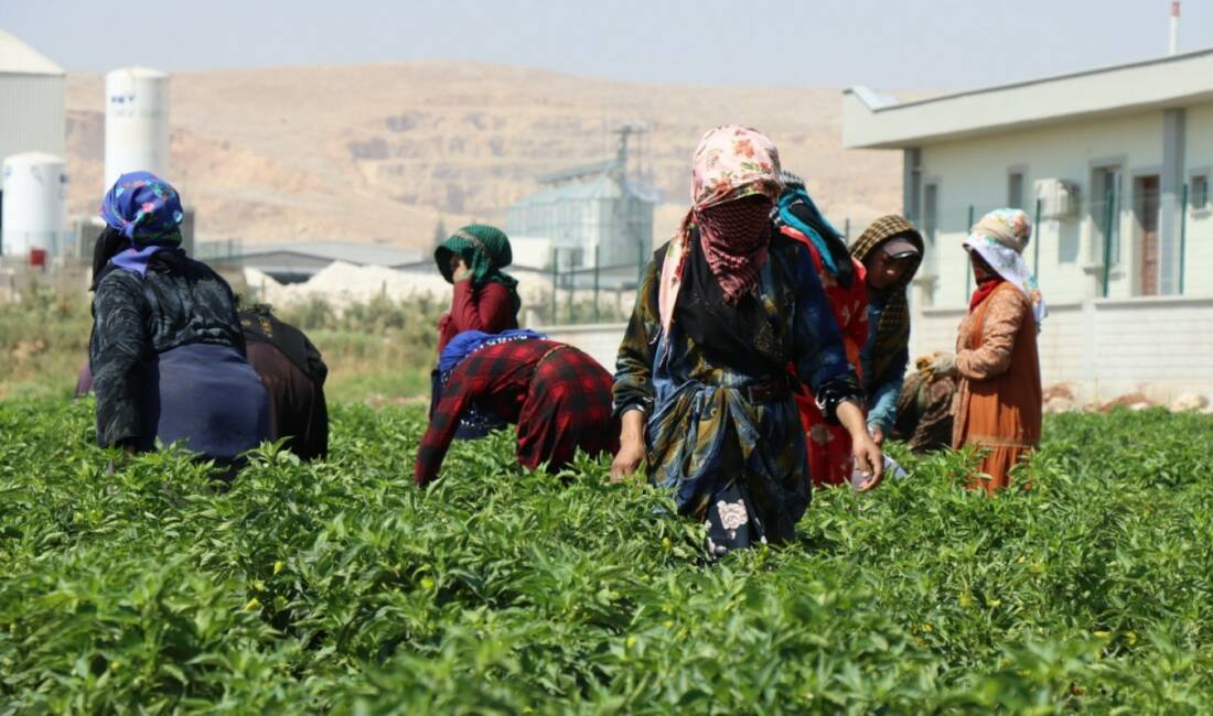 Kadınların tarlaya indiği Şanlıurfa’da