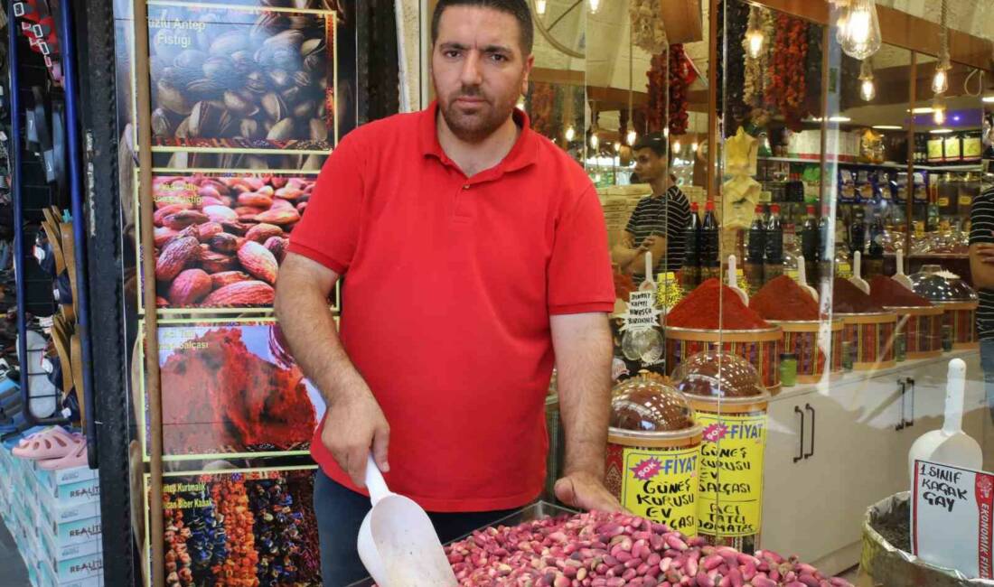 Gaziantep’te Antep fıstığı hasadı