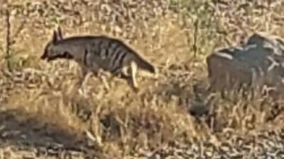 Adıyaman'ın Besni ilçesinde, nesli tükenme tehlikesi altında bulunan çizgili sırtlan