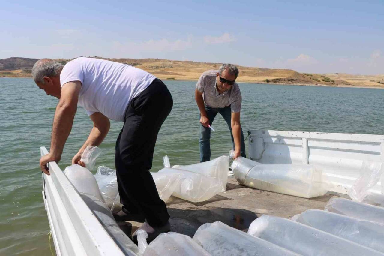 Atatürk Baraj Göleti’ne 3 Milyon 550 Bin Yavru Balık Salındı