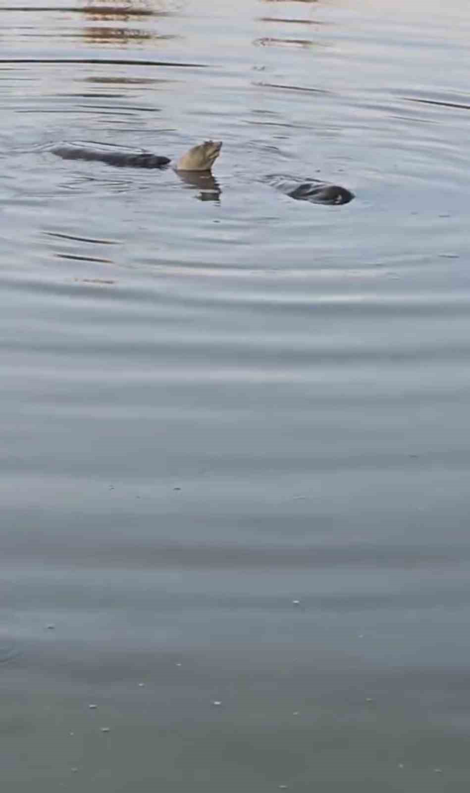 Batman’ın Kozluk ilçesinde, nesli tükenme tehlikesi altında bulunan Fırat kaplumbağaları,
