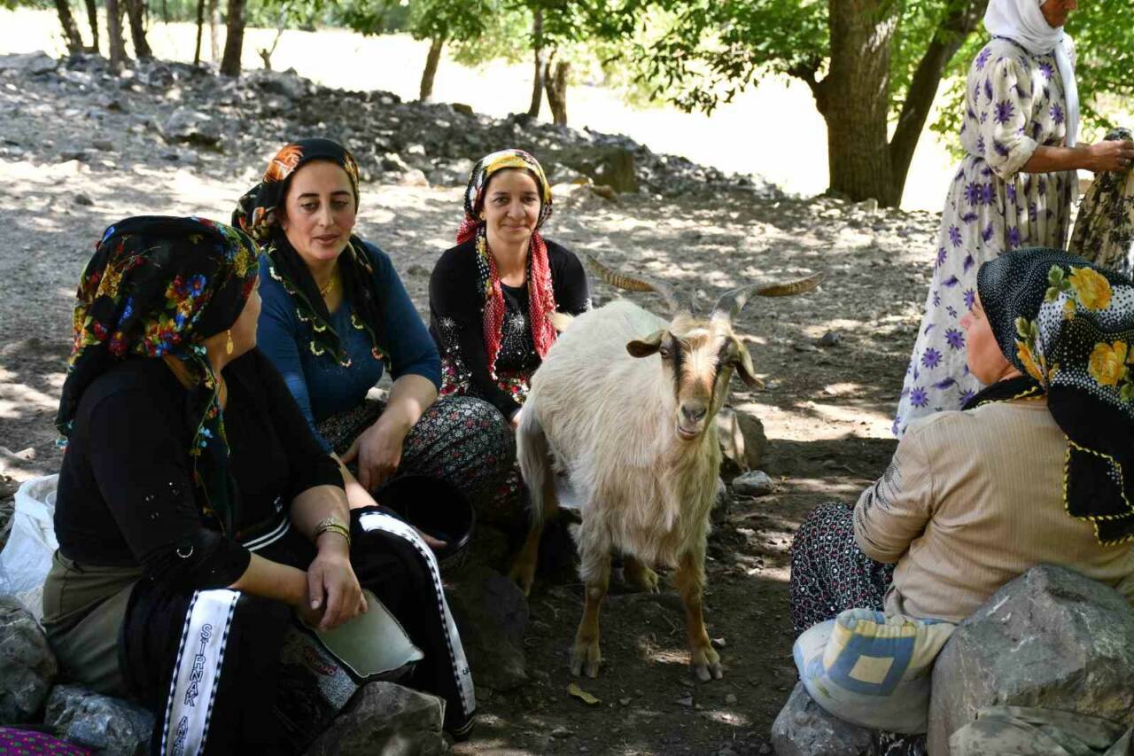 Havaların Soğumasıyla Berivanlar Son Günlerini Yaşıyor