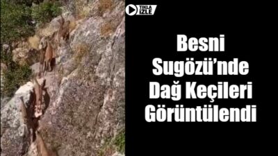 Besni Sugözü bölgesinde sık sık görülen dağ keçileri, bölgenin simgesi