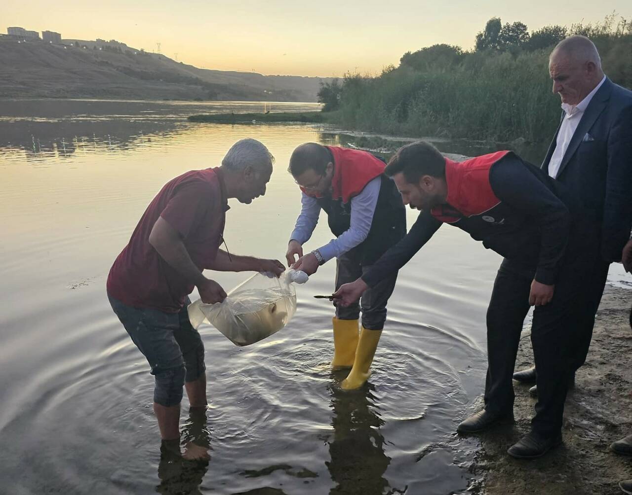 Cizre’de Dicle Nehri’ne 200 Bin Yavru Sazan Balığı Salındı