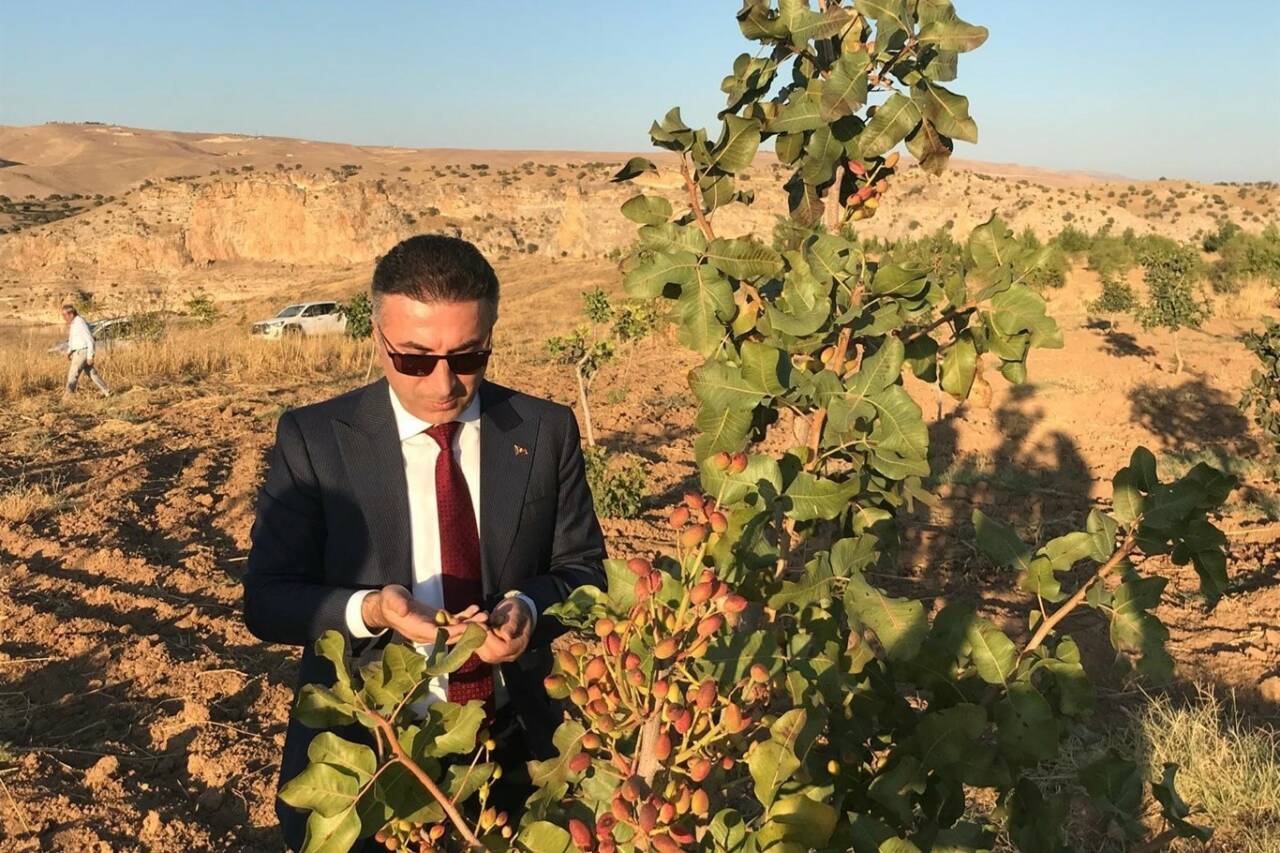 Batman Üniversitesi, Batı Raman Kampüsü'nde yer alan 40 dönümlük fıstık