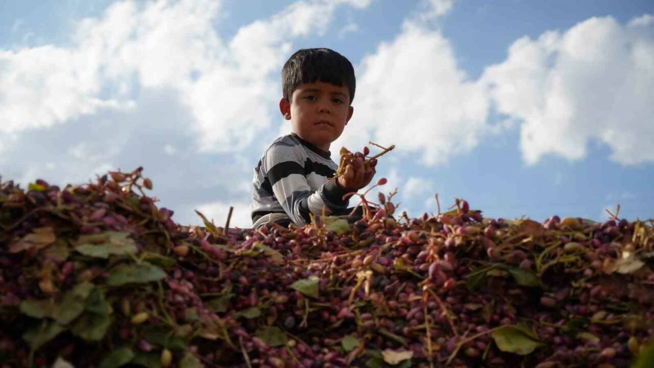 Gastronomi kenti Gaziantep’te, fıstık hasatları devam ederken “kırmızı ben” fıstıkları