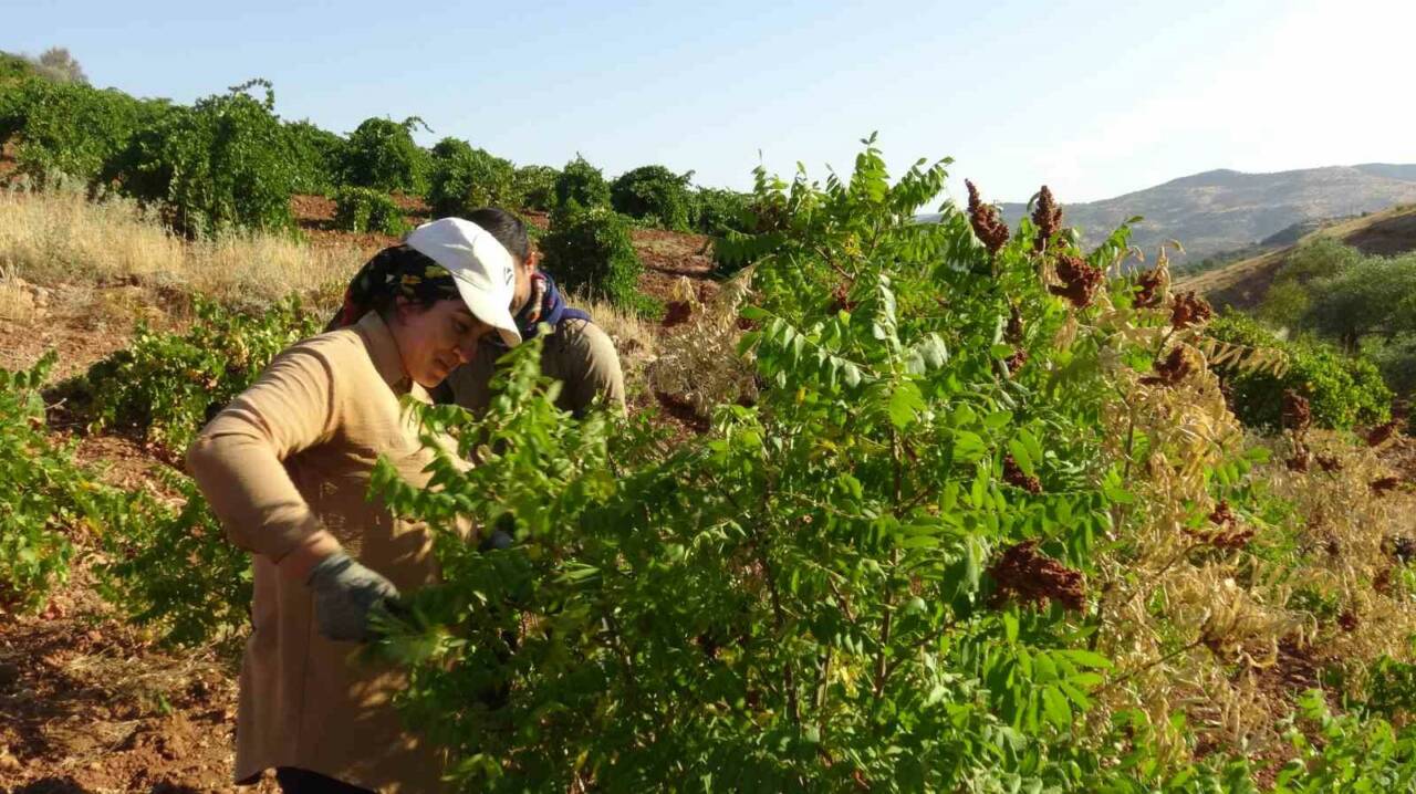 Batman'ın Gercüş ilçesine bağlı Çukur Yurt köyünde, sofraların vazgeçilmez baharatlarından