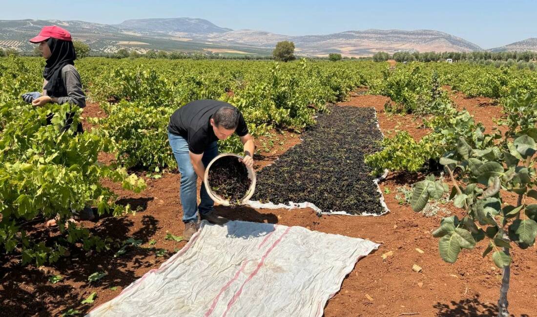 Kilis’in tescilli ürünü olan