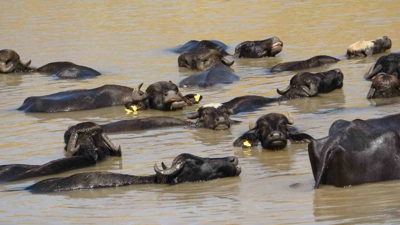 Diyarbakır’ın Bağlar ilçesinde sıcak hava nedeniyle zor durumda kalan mandalar,