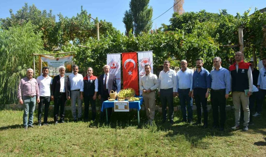 Şırnak'ta Tescilli Behnat İnciri`nin