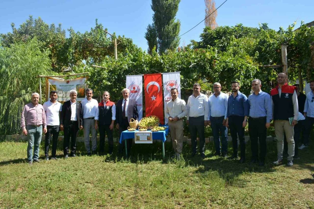 Şırnak'ta Tescilli Behnat İnciri`nin Hasadı Gerçekleşti