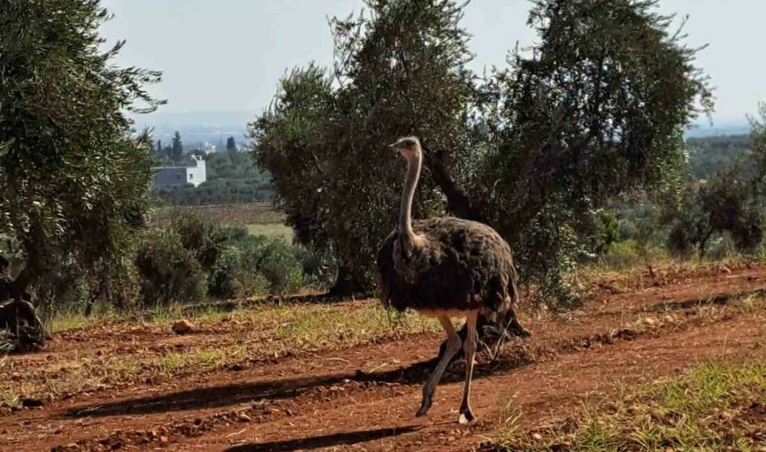 Sınırı Geçen Deve Kuşu Yakalandı