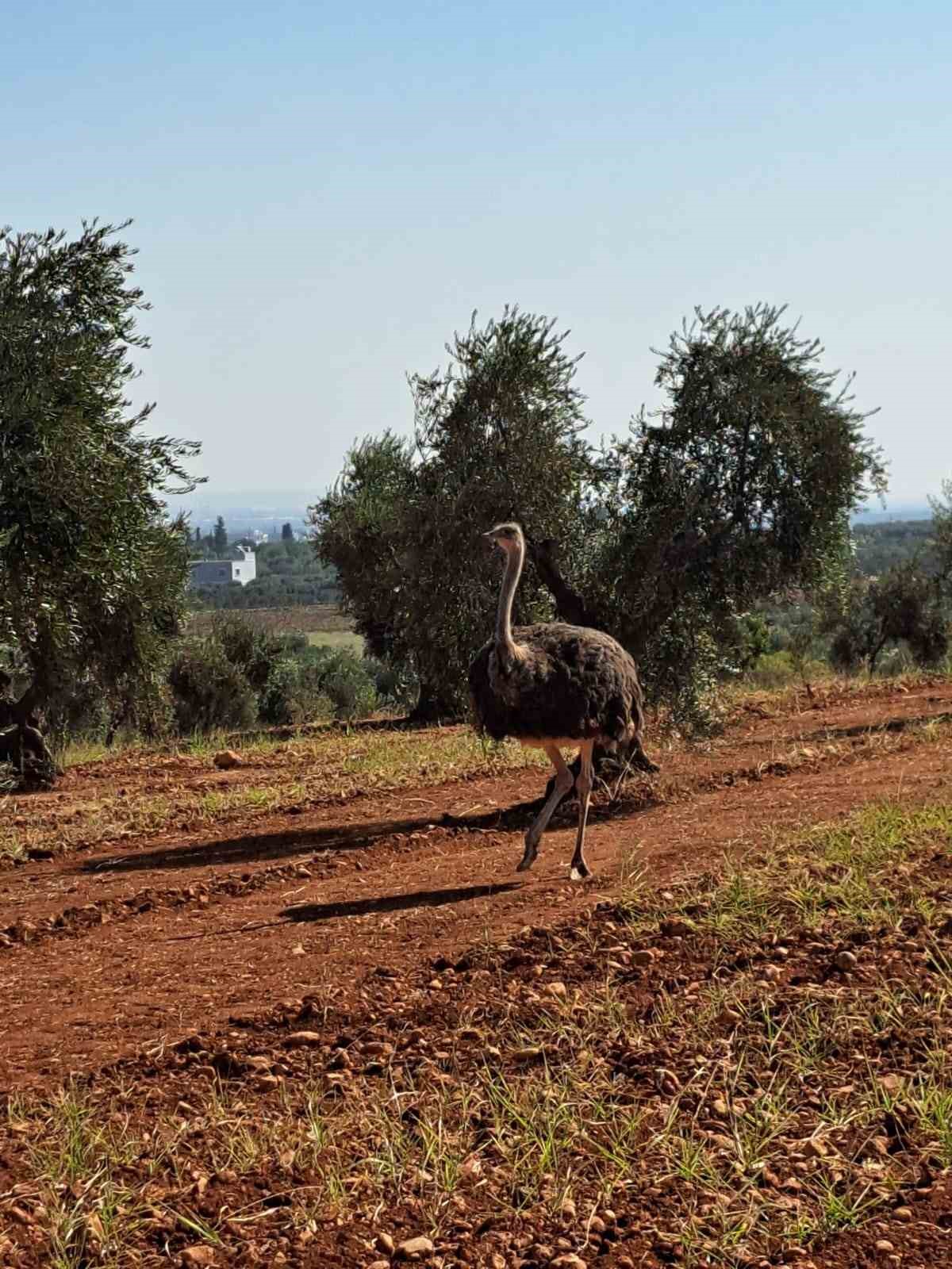 Kilis'te, Suriye sınırından geçtiği tahmin edilen sahipsiz bir deve kuşu,