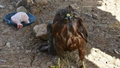 ŞIRNAK’TA DUYARLI VATANDAŞLAR TARAFINDAN DOĞADA YARALI VE BİTKİN BİR HALDE