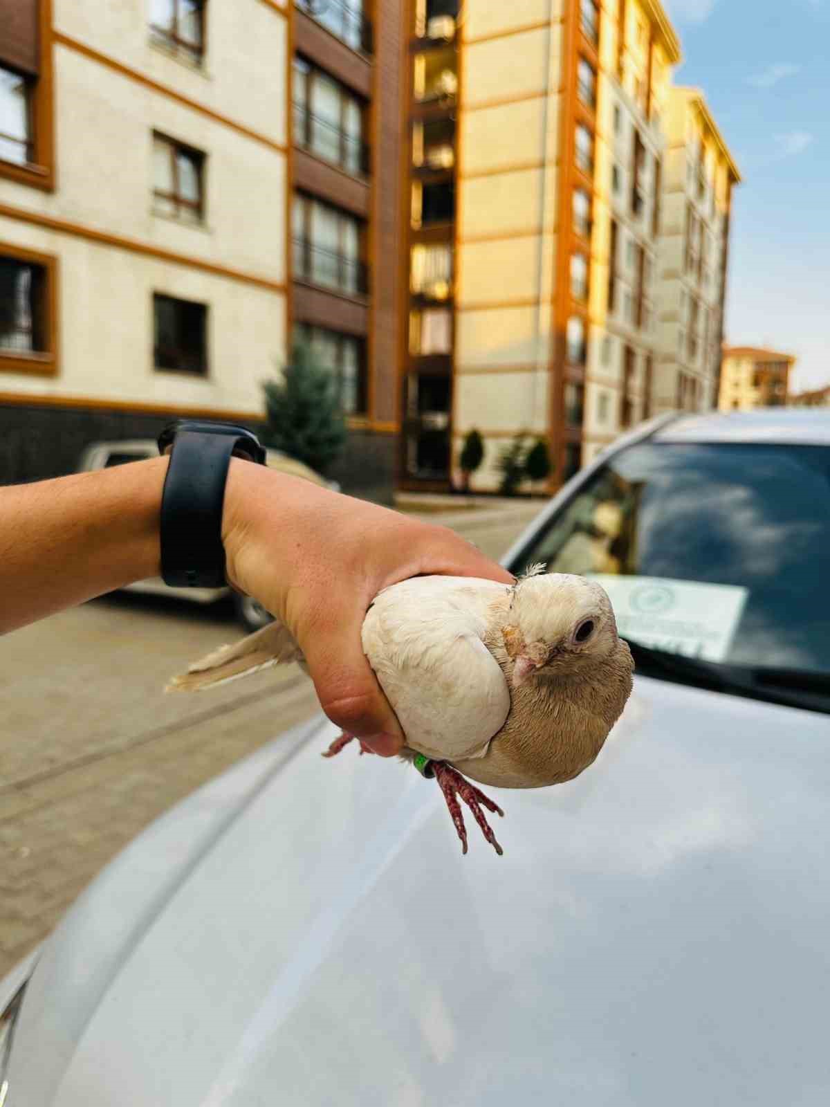 Şırnak'ta yaralı ve bitkin halde bulunan iki kuş türü, Şırnak