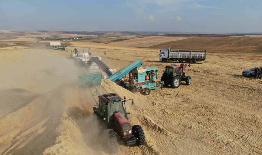 Diyarbakır’da buğday ve arpa