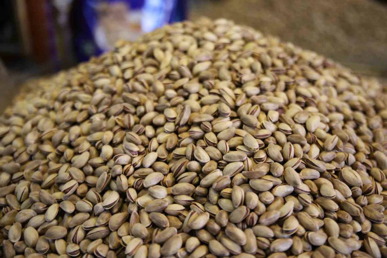 Gaziantep’te fıstık hasadının sonuna yaklaşırken, yüksek rekolte fıstık fiyatlarını düşürdü.